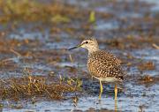 Bruchwasserlaeufer - Wood Sandpiper  (Tringa glareola)